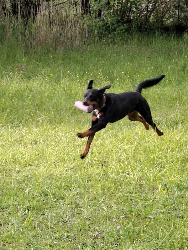 Ein schwarz-brauner Hund rennt mit einem Dummy über eine Wiese