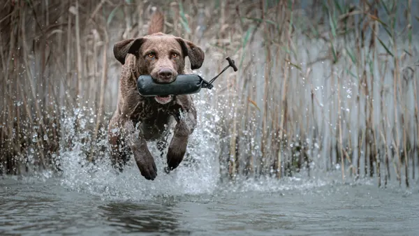 Emilio springt mit einem Dummy im Maul durch flaches Wasser