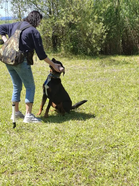 Eine Trainerin mit Dummytasche lobt einen sitzenden Hund auf einer Wiese