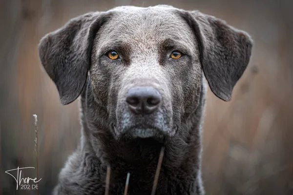 Porträt von Emilio, Chesapeake Bay Retriever, Blick in die Kamera