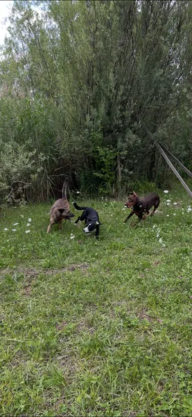 Mehrere Hunde spielen im hinteren Teil des Platzes