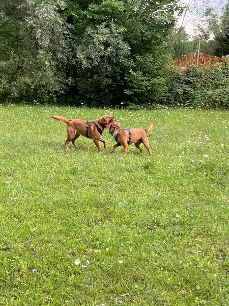 Zwei Hunde laufen über den eingezäunten Hundeplatz