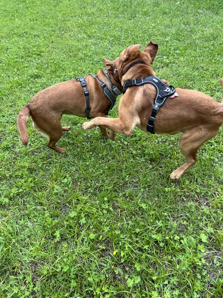 Zwei Hunde springen im Spiel gegeneinander hoch