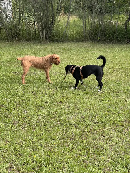 Zwei Hunde stehen sich auf der Wiese gegenüber