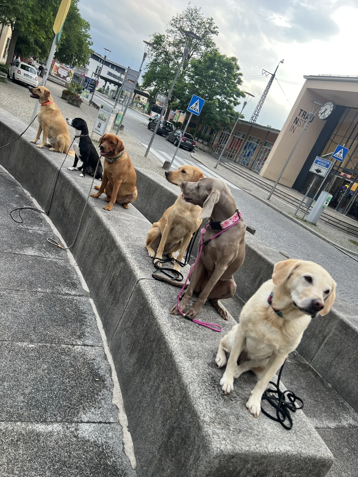 Sechs Hunde sitzen nebeneinander auf einer Mauer mitten in der Stadt