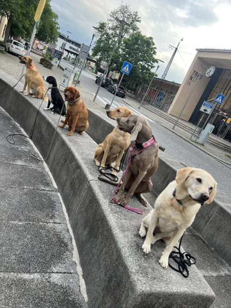 Sechs Hunde sitzen nebeneinander auf einer Mauer in der Stadt
