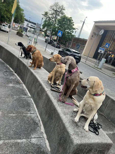 Hunde sitzen auf einer Betonmauer und schauen in verschiedene Richtungen