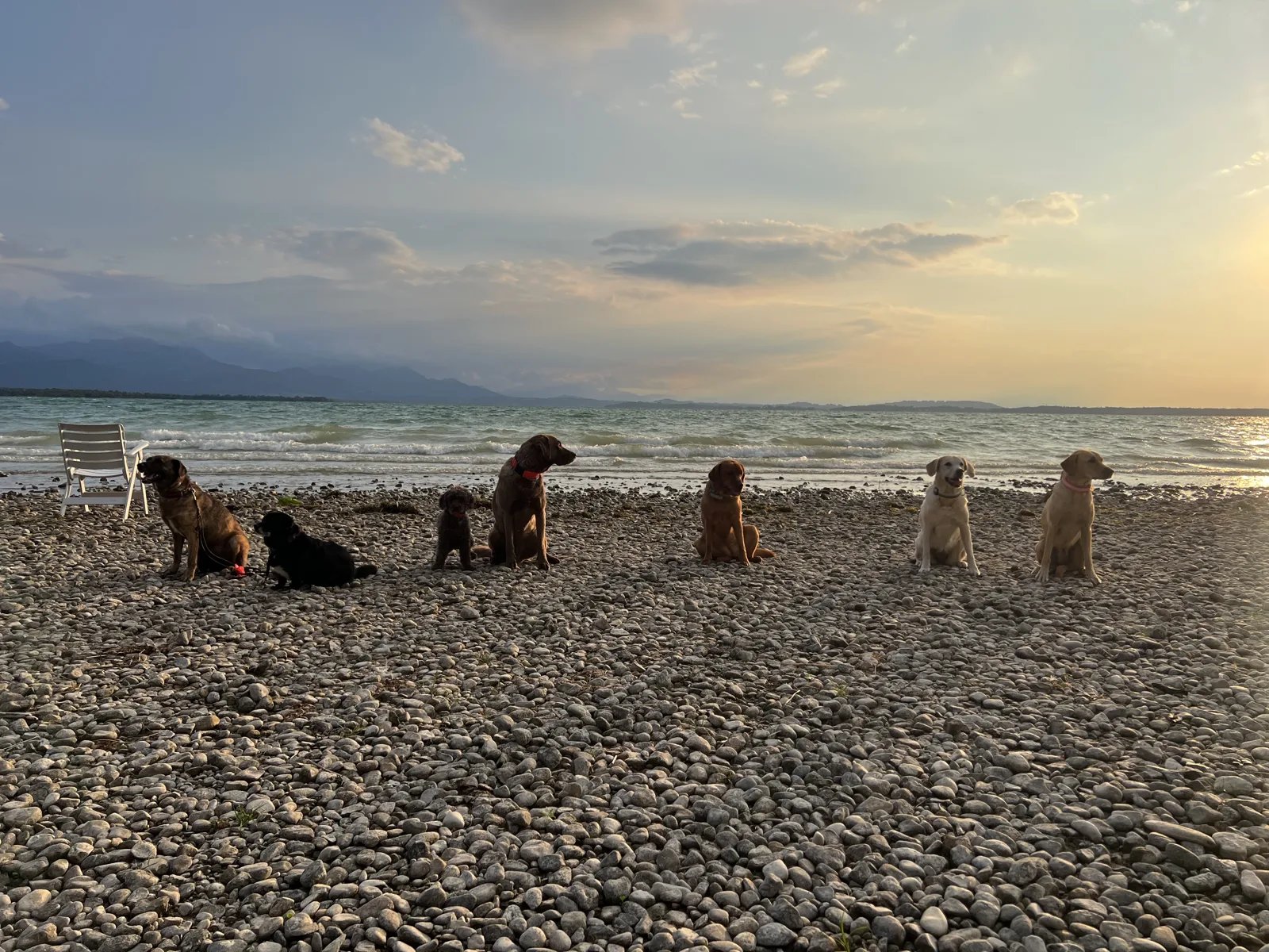 Eine Reihe Hunde sitzt am Kiesufer, dahinter der See im Abendlicht