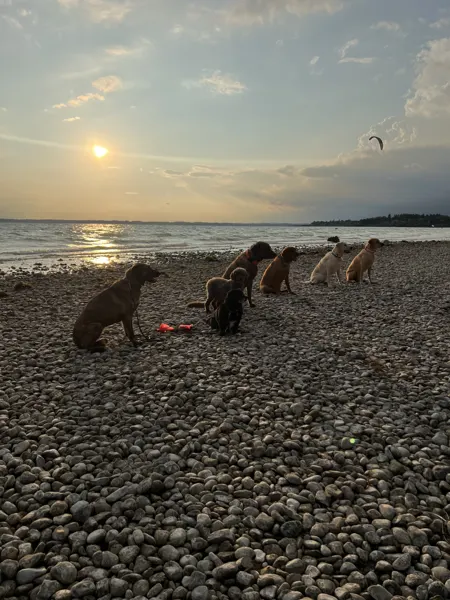 Hunde sitzen am Seeufer in der Abendsonne