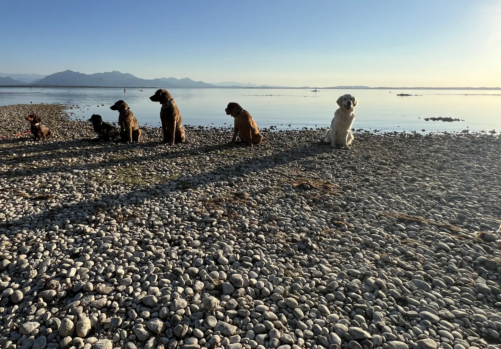 Sieben Hunde sitzen nebeneinander am Chiemsee, dahinter die Berge