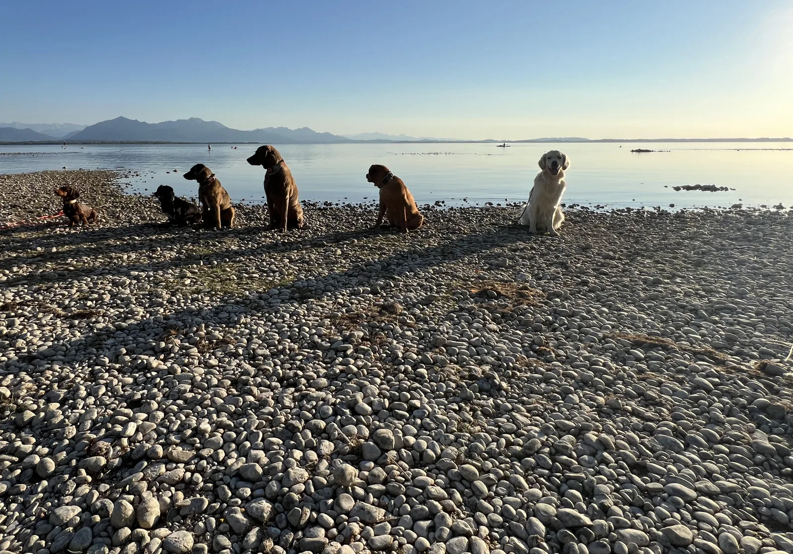 Hunde sitzen aufgereiht am Kiesufer mit Bergpanorama