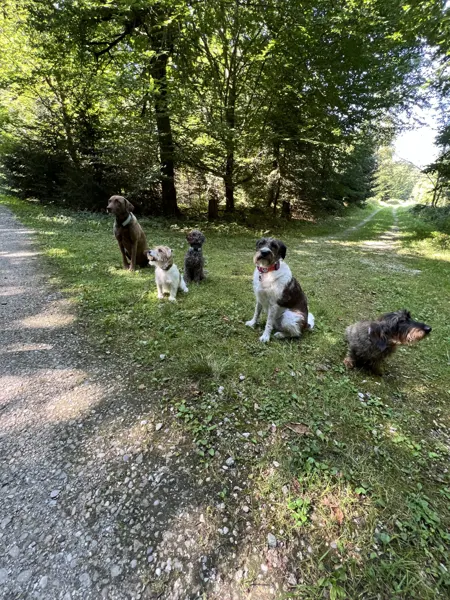 Vier Hunde sitzen am Rand eines Waldwegs