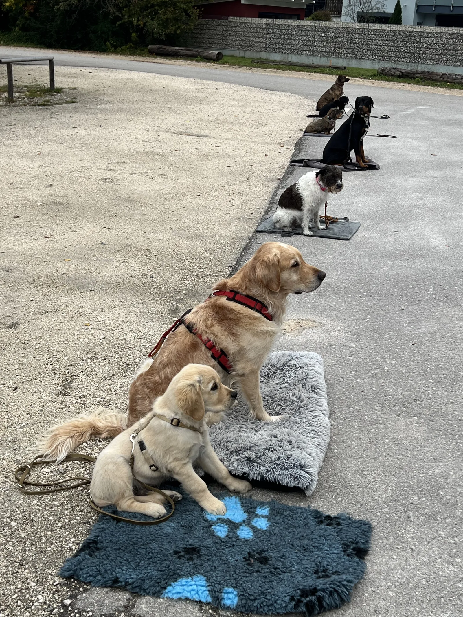 Ein Golden-Retriever-Welpe und sechs weitere Hunde sitzen beim Kurs in einer Reihe auf ihren Decken
