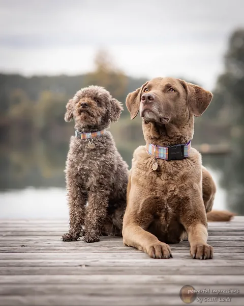 Der Zwergpudel Victor und der Chesapeake Bay Retriever Emilio sitzen auf einem Holzsteg am See