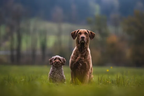 Victor und Emilio sitzen weit hinten auf einer Herbstwiese