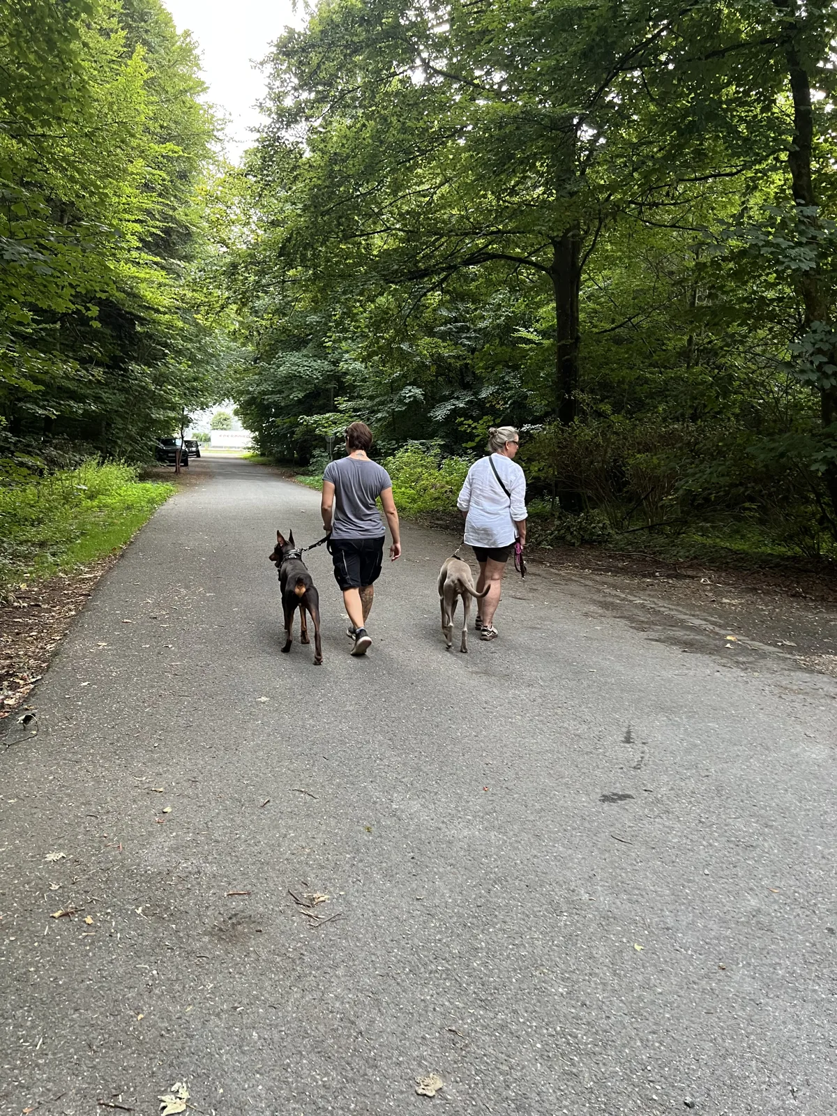Zwei Menschen gehen mit ihren Hunden eine Allee entlang