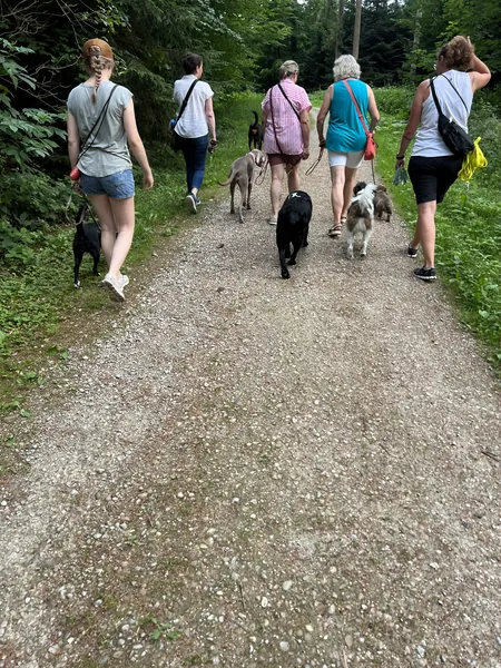 Eine Gruppe Menschen geht mit Hunden einen Kiesweg entlang, von hinten fotografiert