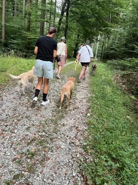 Eine Gruppe geht mit Hunden über einen Waldweg
