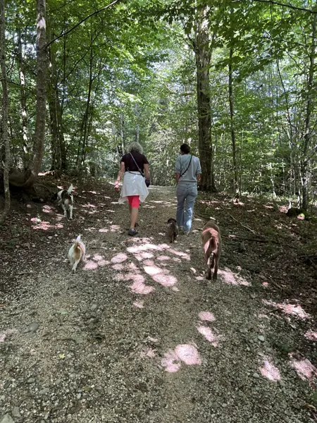 Zwei Menschen mit Hunden auf einem sonnigen Waldweg