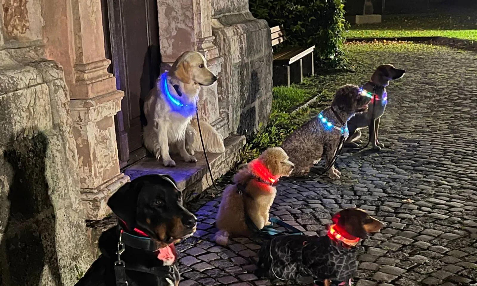 Sechs Hunde mit leuchtenden Halsbändern sitzen abends auf Kopfsteinpflaster vor einer alten Kirchentür