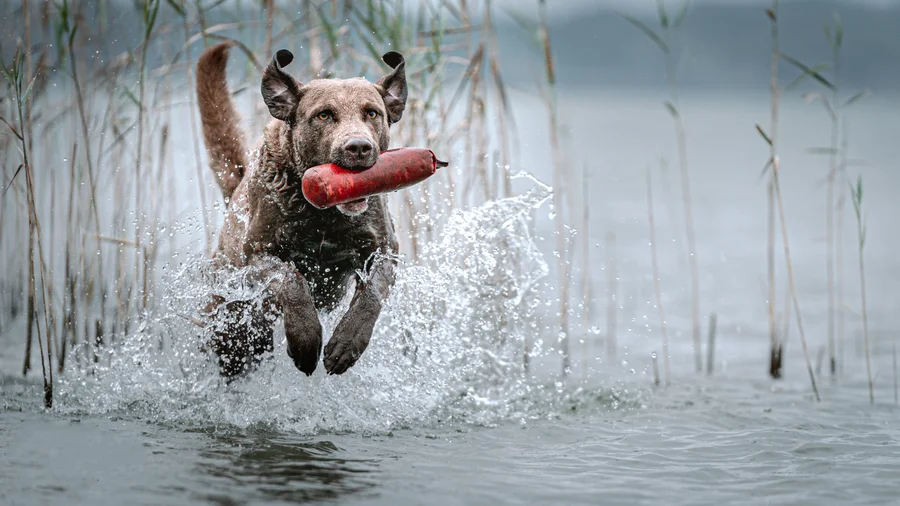 Emilio springt mit einem Dummy im Maul durch flaches Wasser