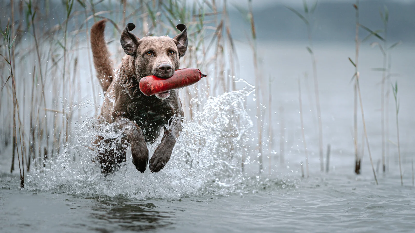 Emilio springt mit einem roten Dummy durch das Wasser