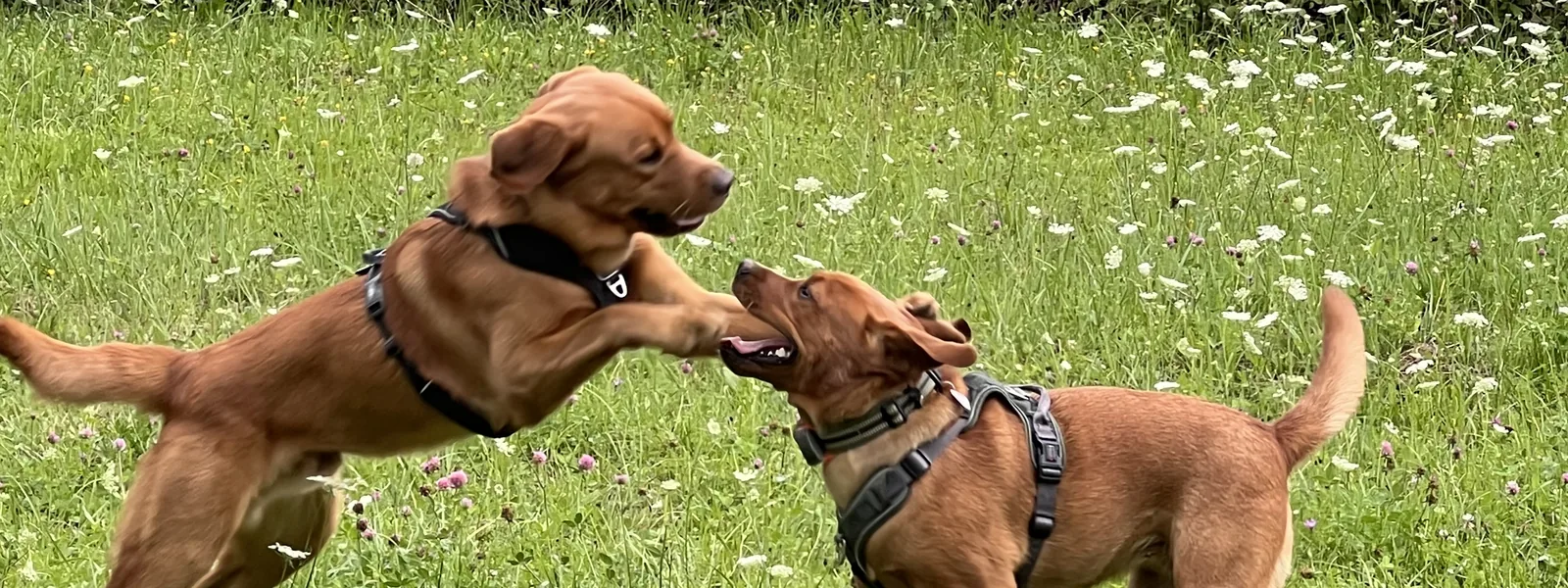 Zwei Hunde spielen Kopf an Kopf auf der Wiese des Hundeplatzes