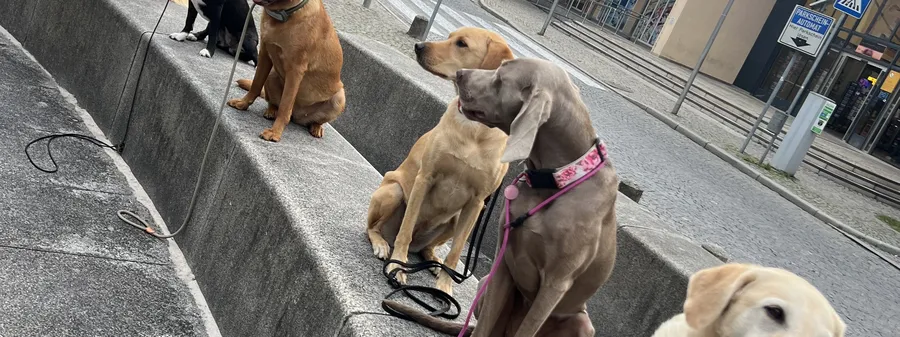 Sechs Hunde sitzen nebeneinander auf einer Mauer mitten in der Stadt und warten entspannt