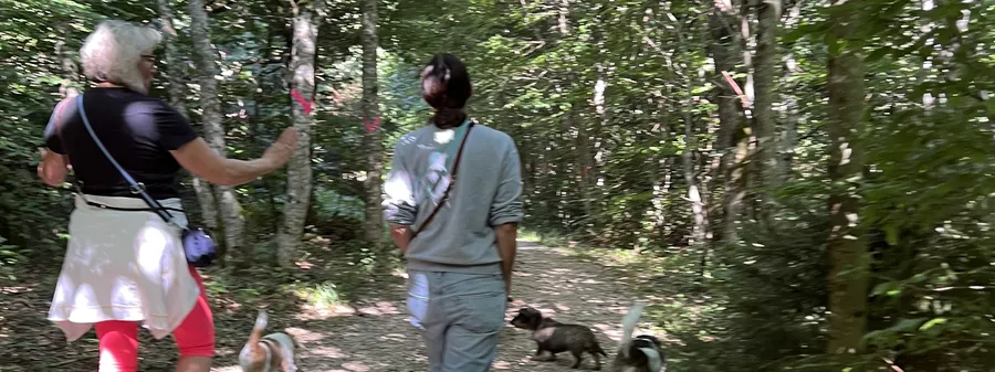 Zwei Menschen gehen mit ihren Hunden an lockerer Leine über einen Waldweg