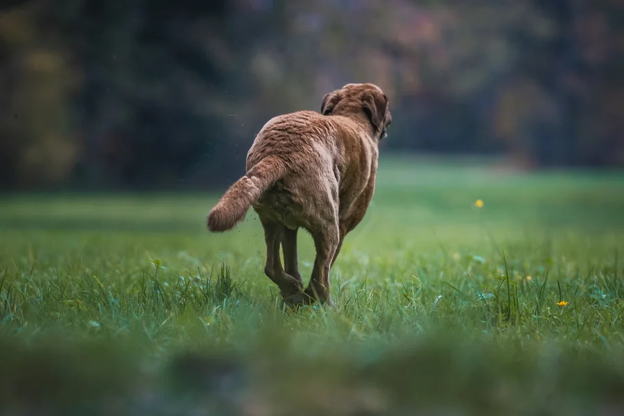 Ein brauner Hund läuft über eine Wiese, von hinten fotografiert