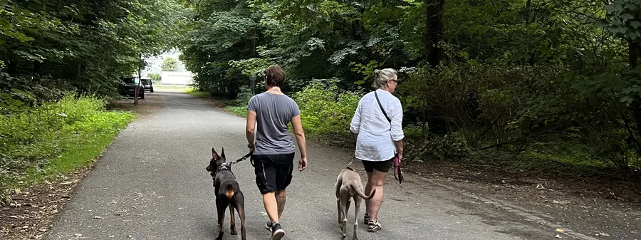 Eine kleine Gruppe geht mit ihren Hunden gemeinsam eine Allee entlang