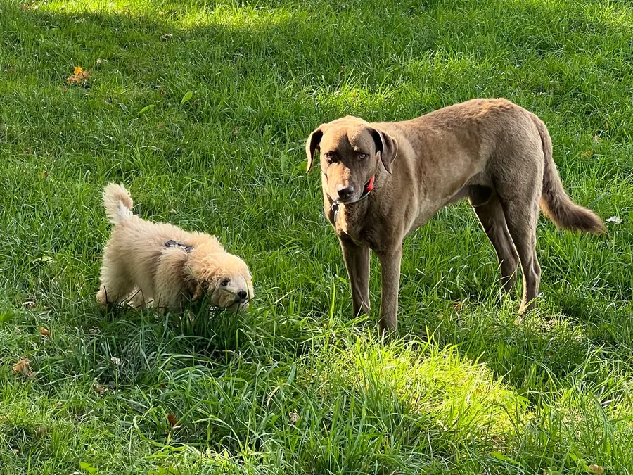 Ein kleiner heller Welpe und ein großer brauner Hund stehen gemeinsam auf einer Wiese