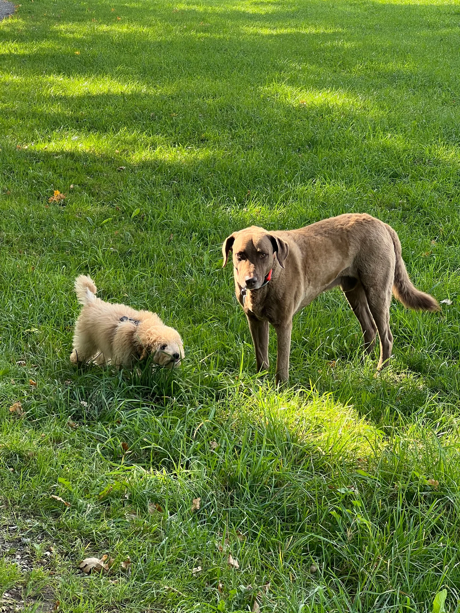 Ein kleiner heller Welpe und ein großer brauner Hund stehen gemeinsam auf einer Wiese