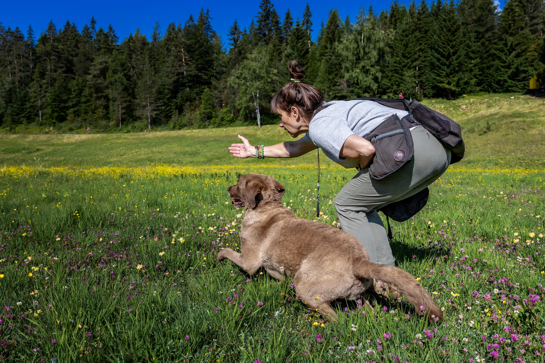 Petra arbeitet mit ihrem Hund auf einer Blumenwiese