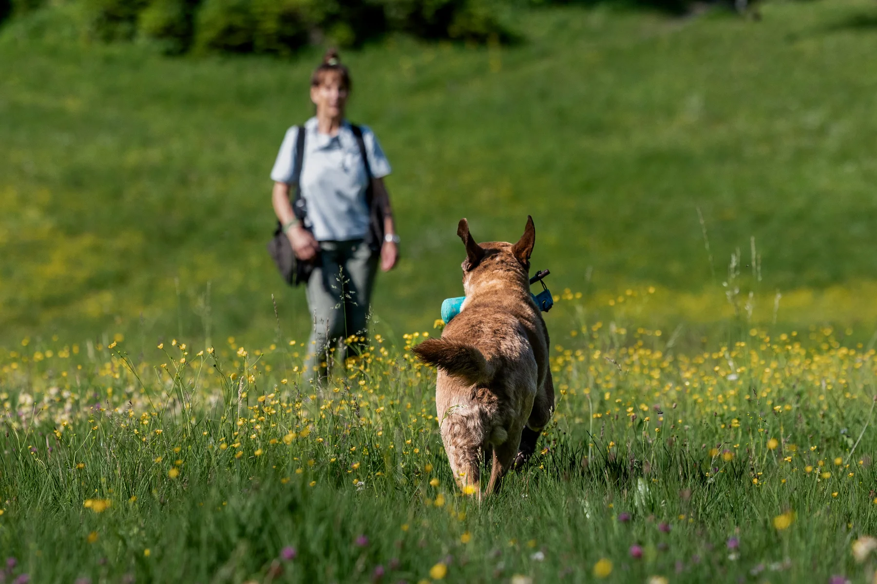 Ein Hund läuft auf der Wiese auf Petra zu